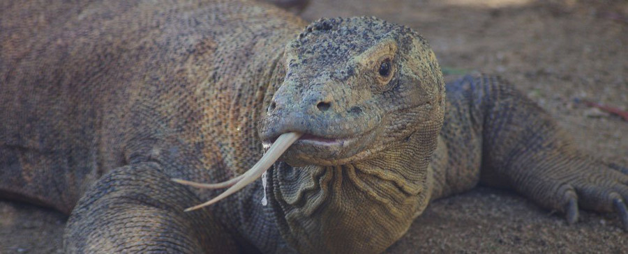 komodo dragon