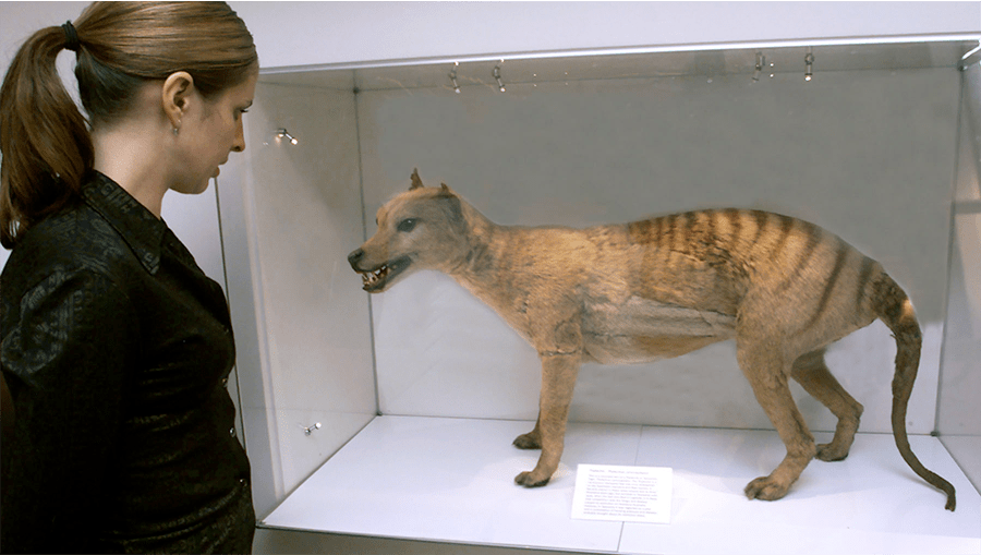 tasmanian tiger