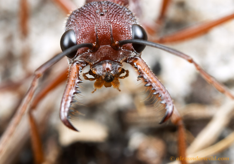 bulldog ant