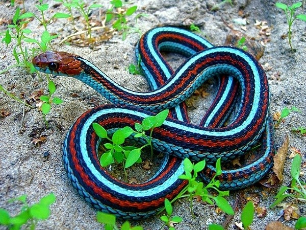 garter snake