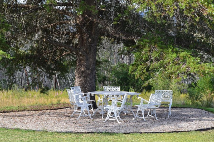 patio table and tree