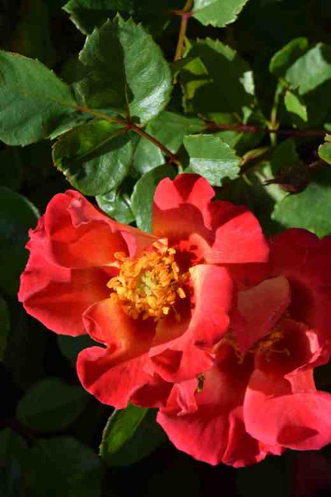 last rose of babylon