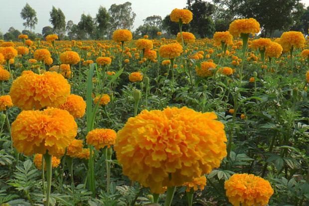 marigolds
