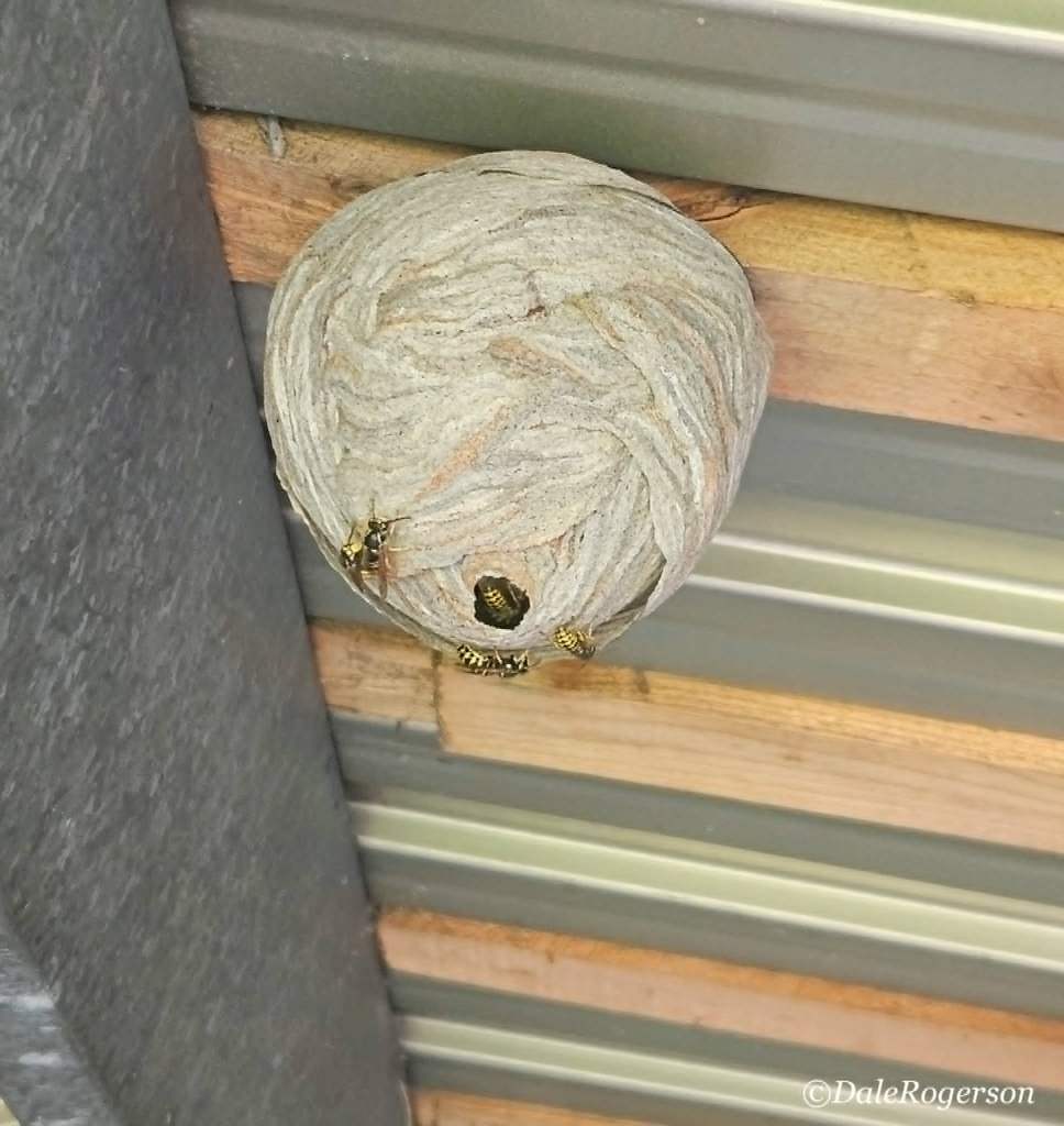 hornet's nest